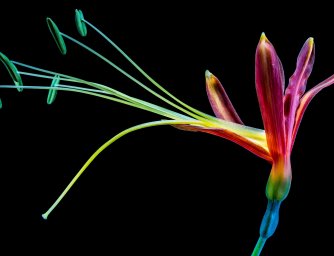 BARVY KVĚTIN A JEJICH SDĚLENÍ