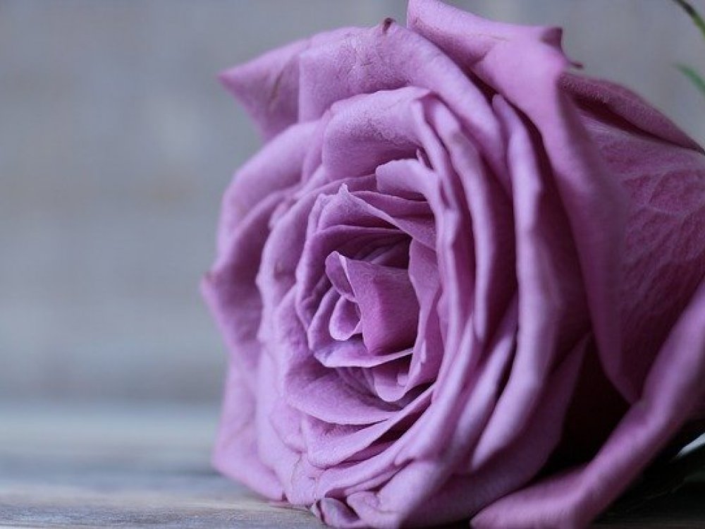 Nejkrásnější růže světa