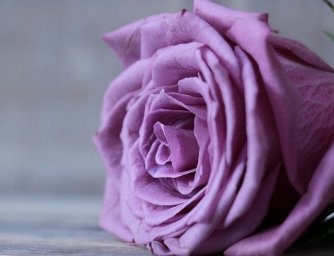 Nejkrásnější růže světa