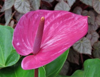 Tropická květina Anturie