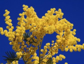 Květina mimóza a její symbolika