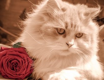 Květiny a domácí mazlíčci