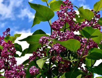 Okrasné keře na jarní zahradě