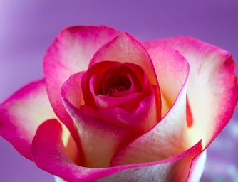 Romantické květiny