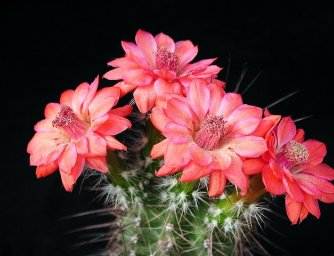 Květiny pro alergiky