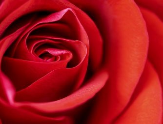 Význam darování květin ve světě