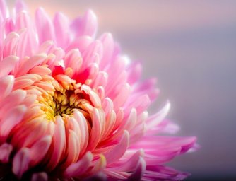 Květiny pro přátele