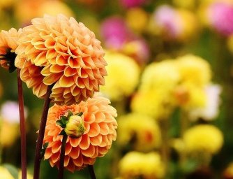 Užijte si ještě letní květiny