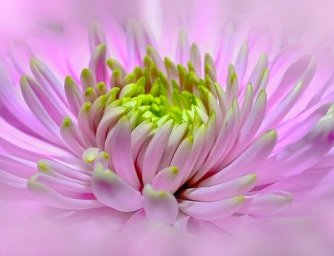 Růžové zahradní květiny