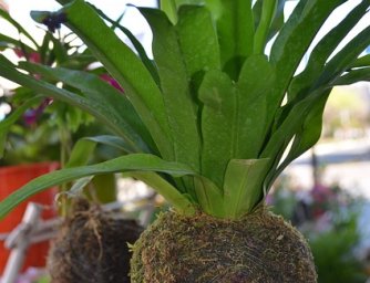 Závěsné květiny ve skle