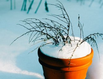 Přezimování rostlin v květináči