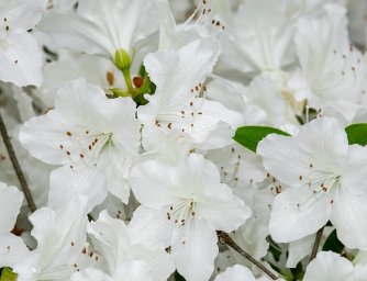 Jak pěstovat azalky