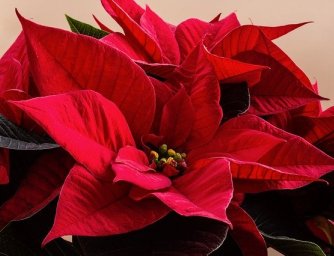 Péče o vánoční hnězdu