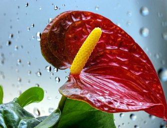 Červenokvěté pokojové rostliny