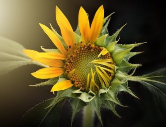 Květiny pro rok 2021