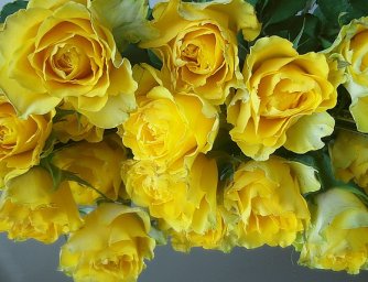 Nejvhodnější barva růží na Valentýna