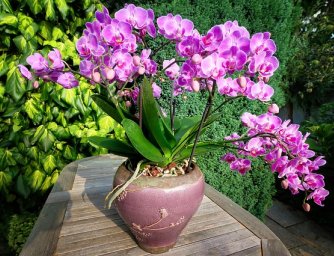 Nejčastější mýty o květinách