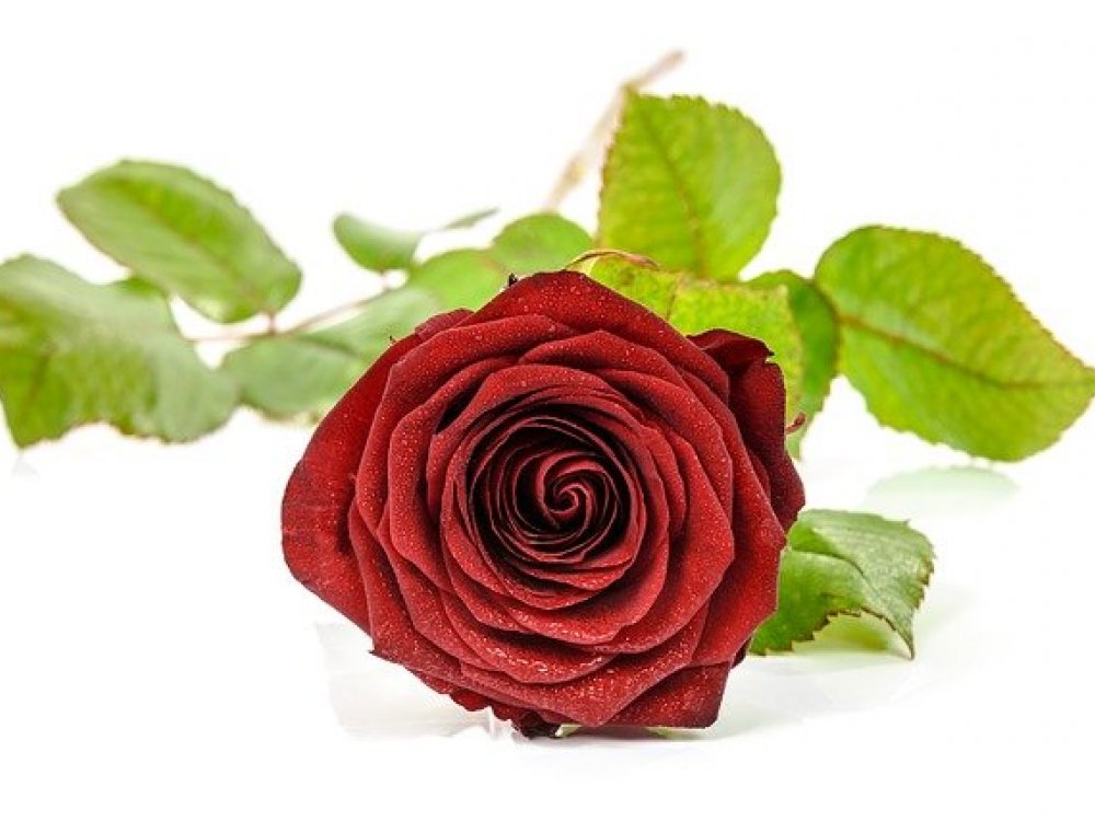 Rudá růže jako symbol Valentýna