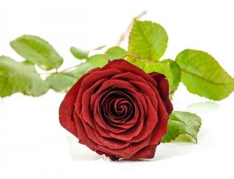 Rudá růže jako symbol Valentýna