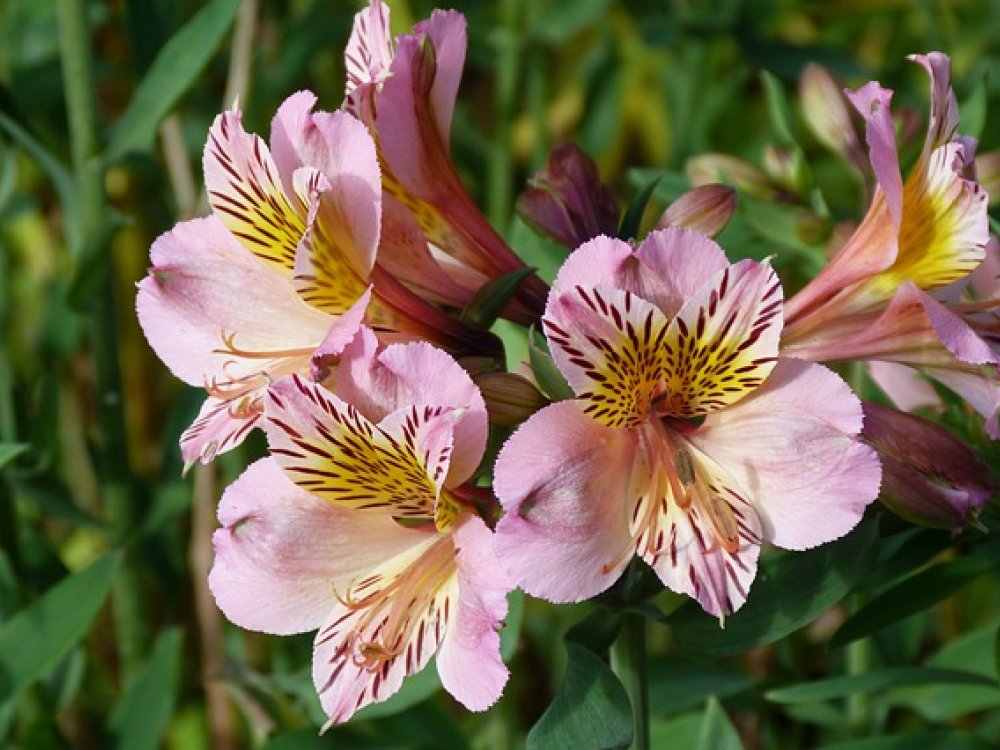 Alstroemeria Pestovani