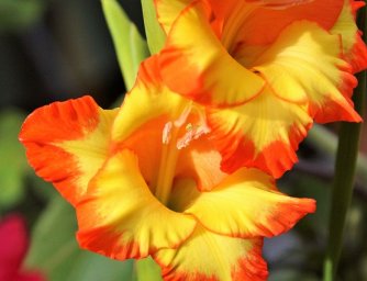 Symbolika květin při výročí svatby