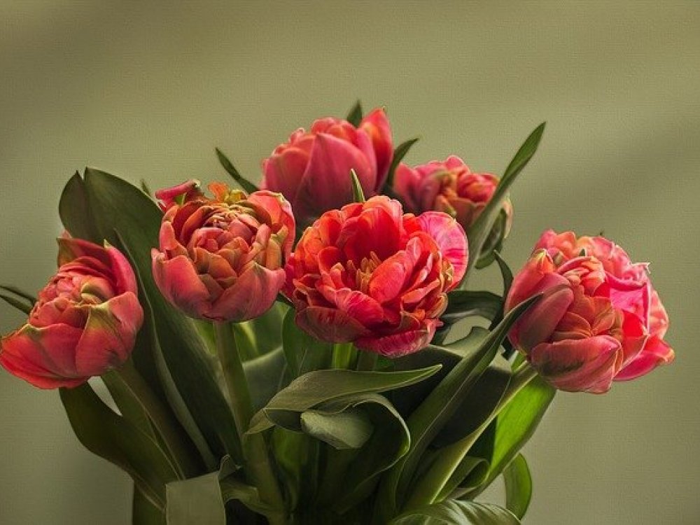 Tulipan Vyznam