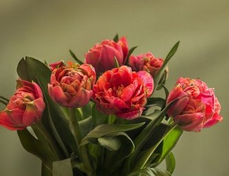 Vše o historii tulipánů