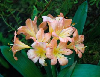 Průvodce exotickými rostlinami