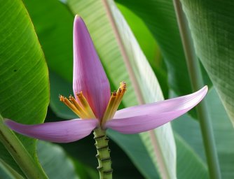 Tropické rostliny, které rozzáří váš domov - 2. díl