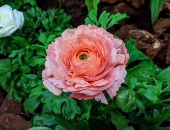 Květiny, které potěší všechny milovníky pivoněk