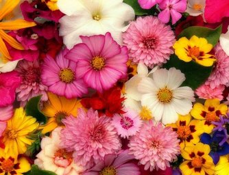 Tipy, jak prodloužit životnost vaši květů ve váze na maximum