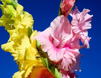 Šest květin, které zvládnete i se sennou rýmou