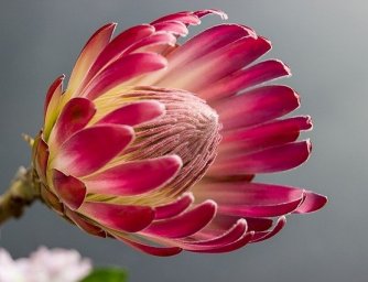 Letní květiny do vaší kytice