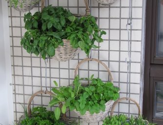 Zasaďte si vertikální zeleninovou zahradu