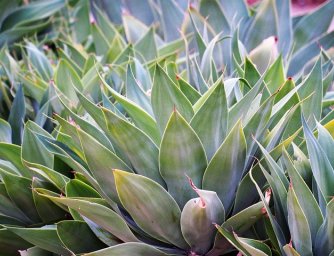 Rostliny, které vydrží i extrémně suchou půdu a plné slunce