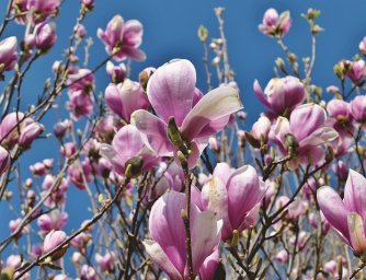 Tipy, rady a zajímavosti o magnólii