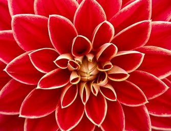 Průvodce červenými květinami (1. díl)