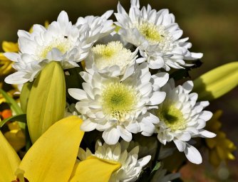 Šest řezaných květin, které vám vydrží ve váze skutečně dlouho