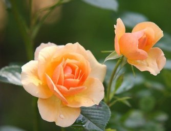 Květomluva, jak naložit s řečí květin (1.díl)