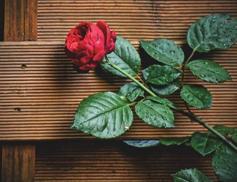 Květomluva, jak naložit s řečí květin (2.díl)