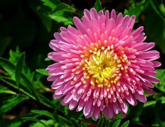 Zajímavosti o astrách, květiny pro měsíc září