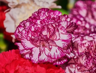 Karafiáty, vše co o nich potřebujete vědět