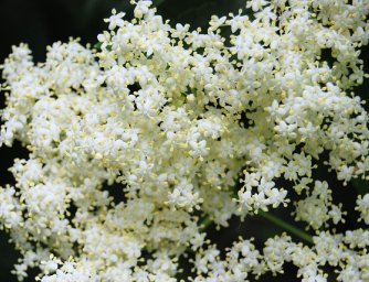 Bylinky, které vám pomůžou vyléčit chřipku