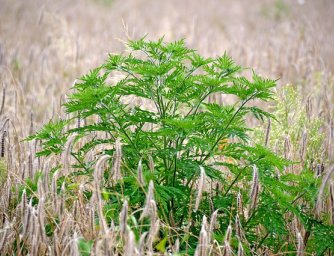 Běžné podzimní alergie