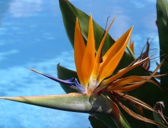 Květiny věčného léta