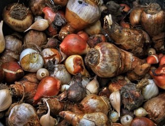 Příprava cibulek na zimu, jak je správně zazimovat?