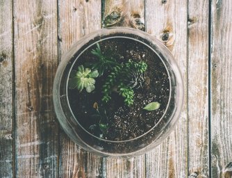 Jak udržet vaše květinové terárium naživu