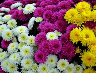 Pět zajímavých faktů o chryzantémách, které vás dokonale naladí na podzim