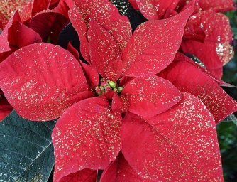 Deset nejoblíbenějších květin a rostlin pro dokonalé Vánoce