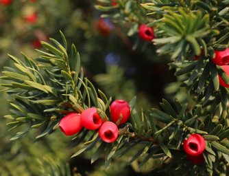 Stromy s červenými bobulemi, ideální vánoční výzdoba - 2. díl